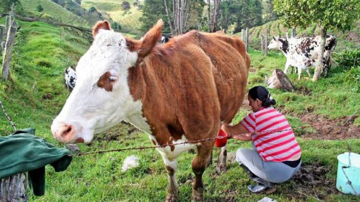 Subiría precio leche por bloqueos abril 2026