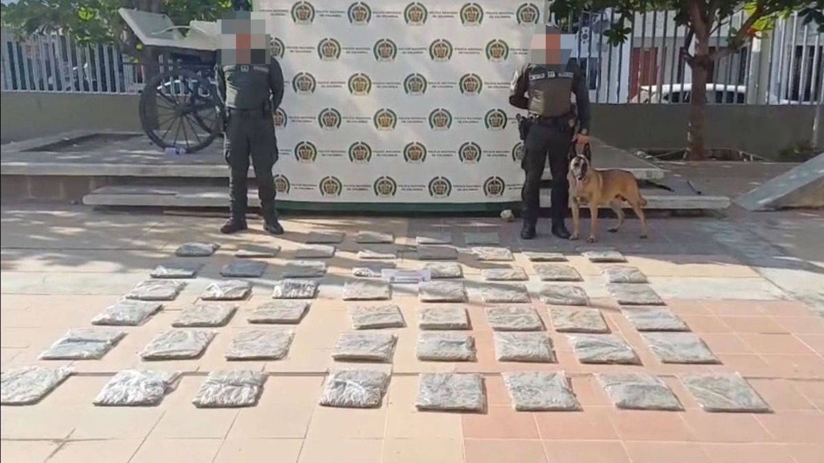 Perro ayuda a incautar droga en Cartagena