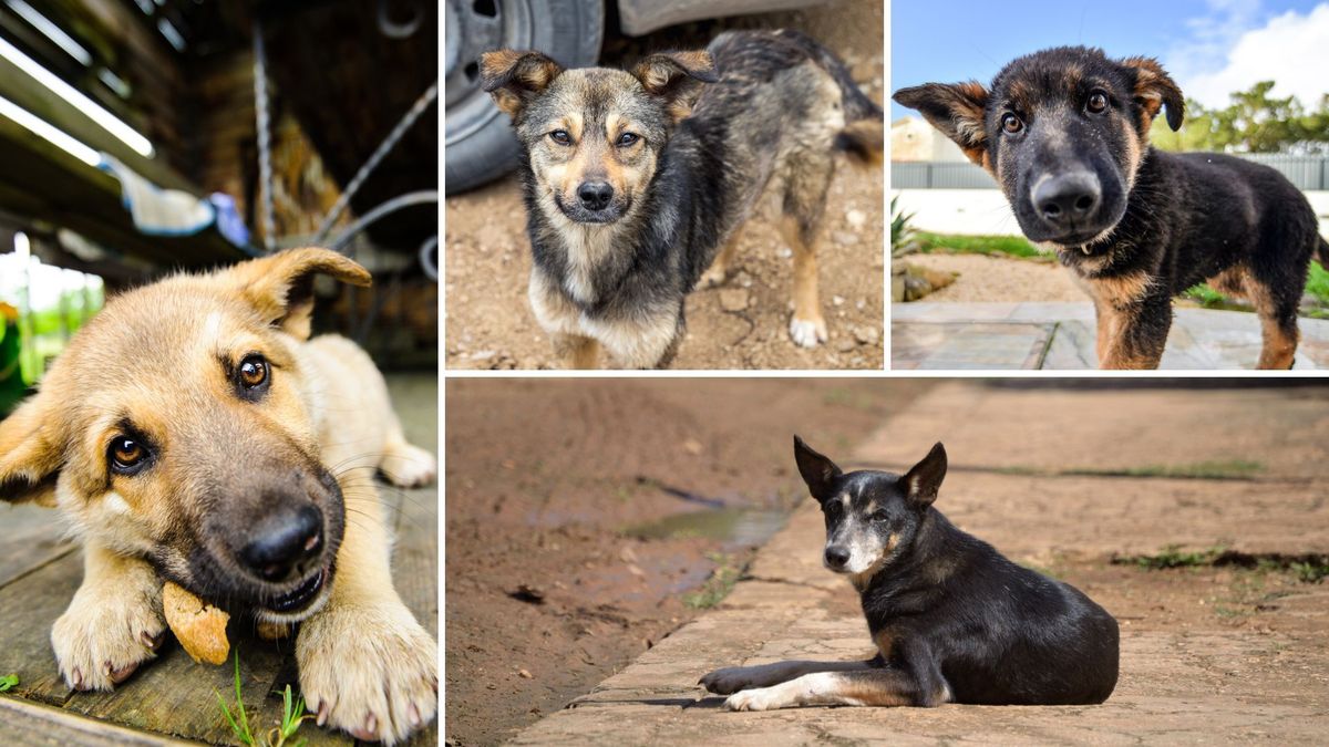 Perros de la cuadra podrán ser inscritos: así funciona la nueva plataforma