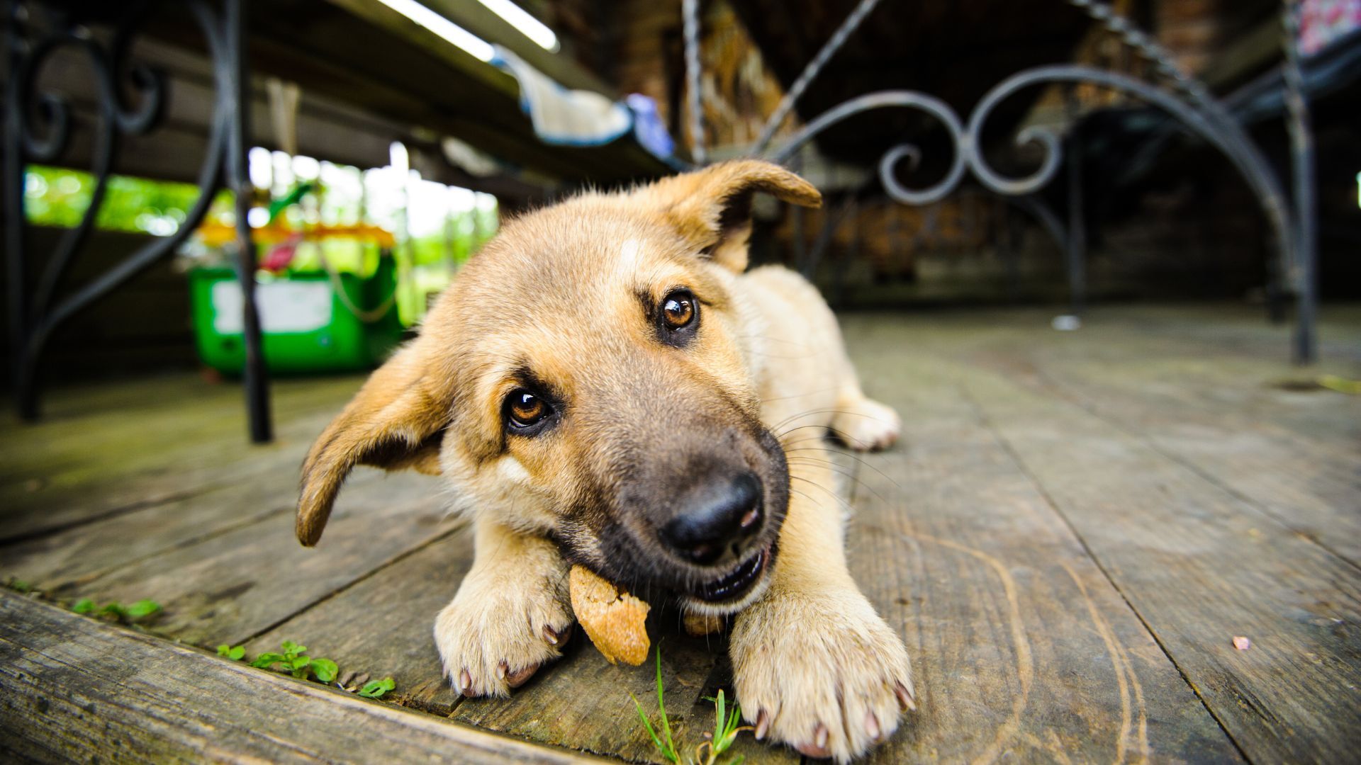 Distrito estrena “Vecino buena pata”: la estrategia que busca proteger a los peluditos