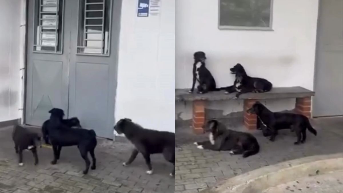 Perros esperan a su dueño afuera de urgencias en una clínica de Pereira