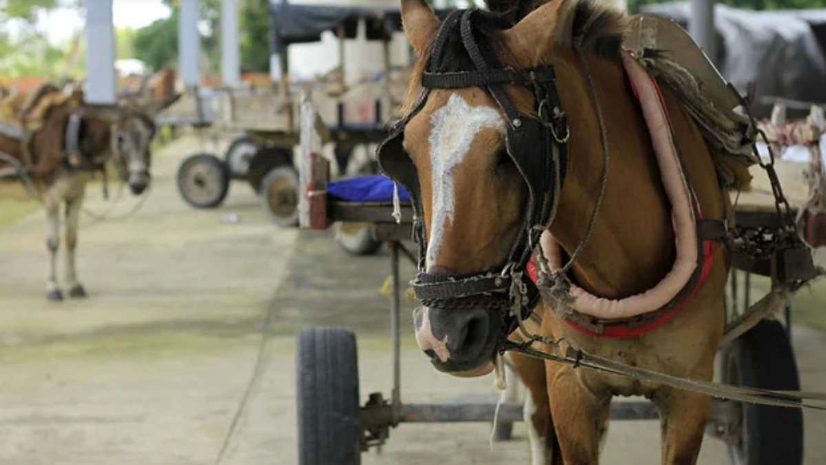 Vehículo de tracción animal