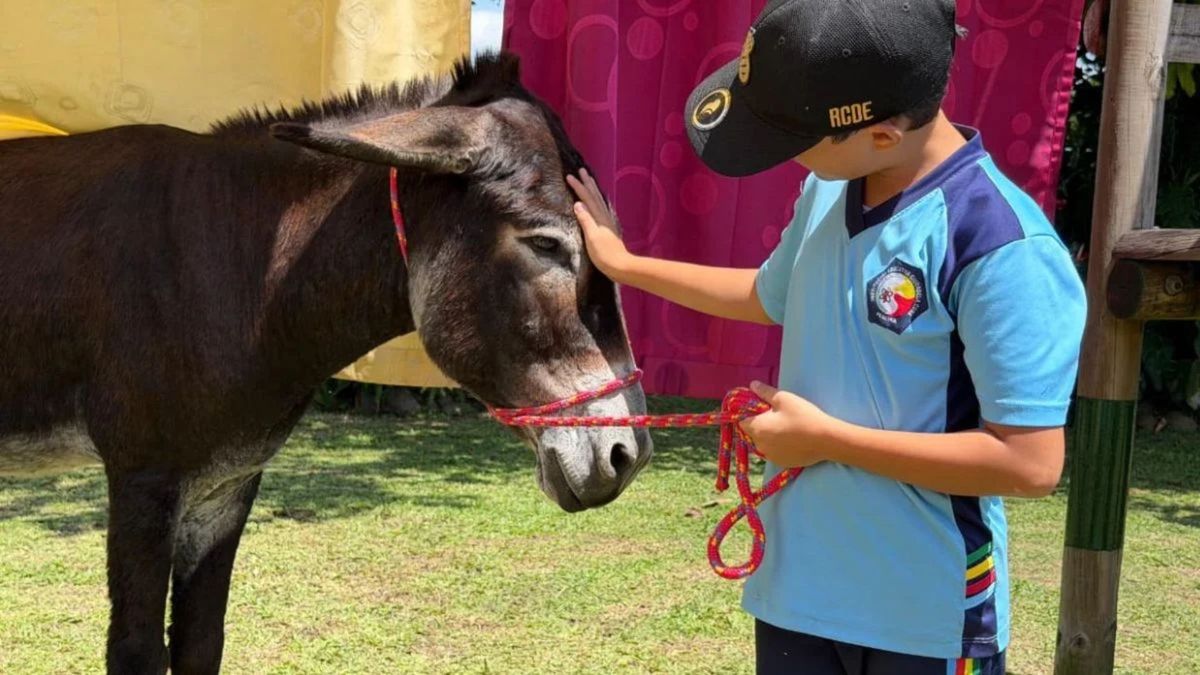 Programa psicosocial con mulas en Pereira