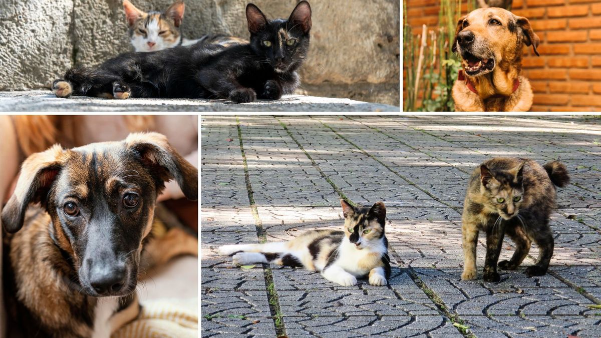 Kennedy tendrá jornadas de bienestar animal gratis: vea fechas y requisitos