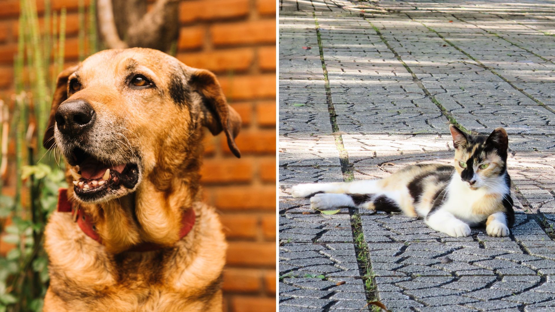 Mascotas en Kennedy tendrán atención sin costo: así puede acceder en abril