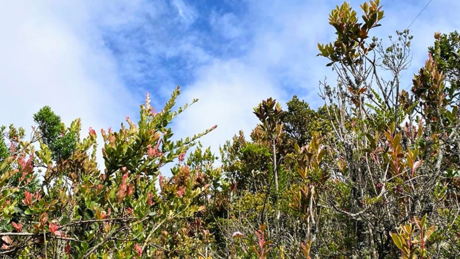 ¿Qué senderos estarán abiertos en los Cerros Orientales este fin de semana?
