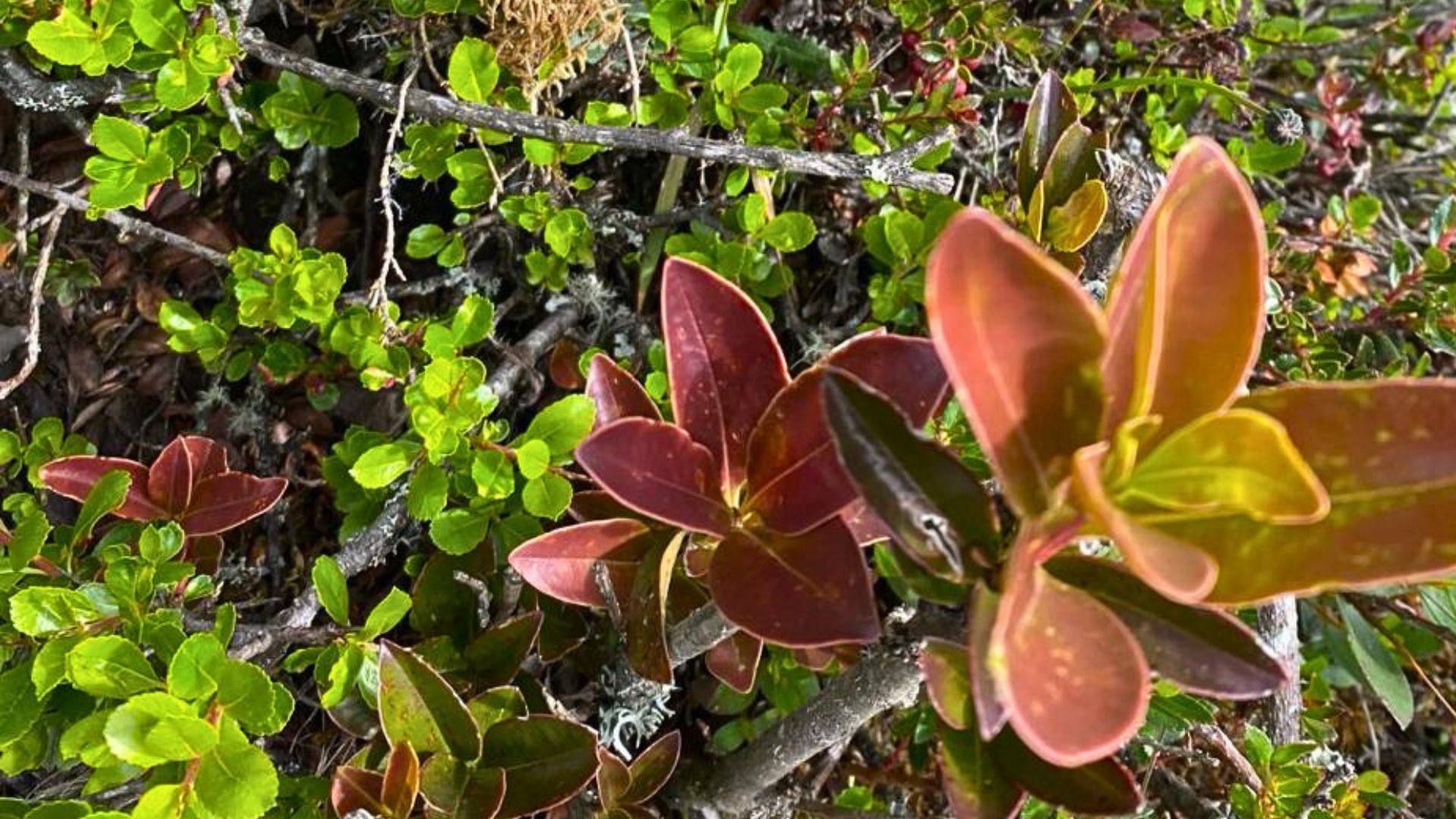 ¿Cómo reservar cupo para subir a los Cerros Orientales en Bogotá?