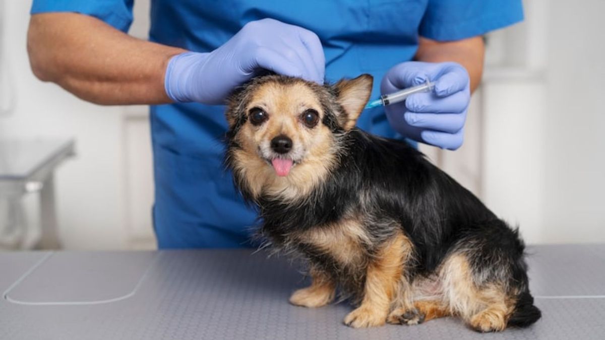 Vacunación mascotas