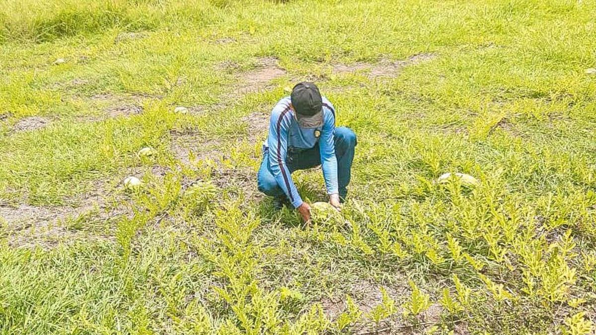 Santander activa plan de choque para enfrentar el fenómeno del Niño y proteger el sector agrícola.