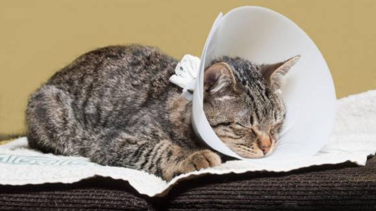 Gato esterilizado (imagen de referencia)