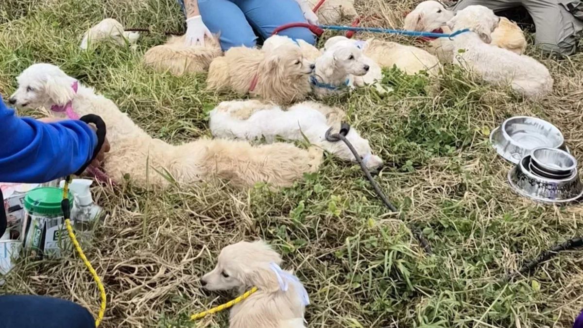 Perros rescatados en Duitama