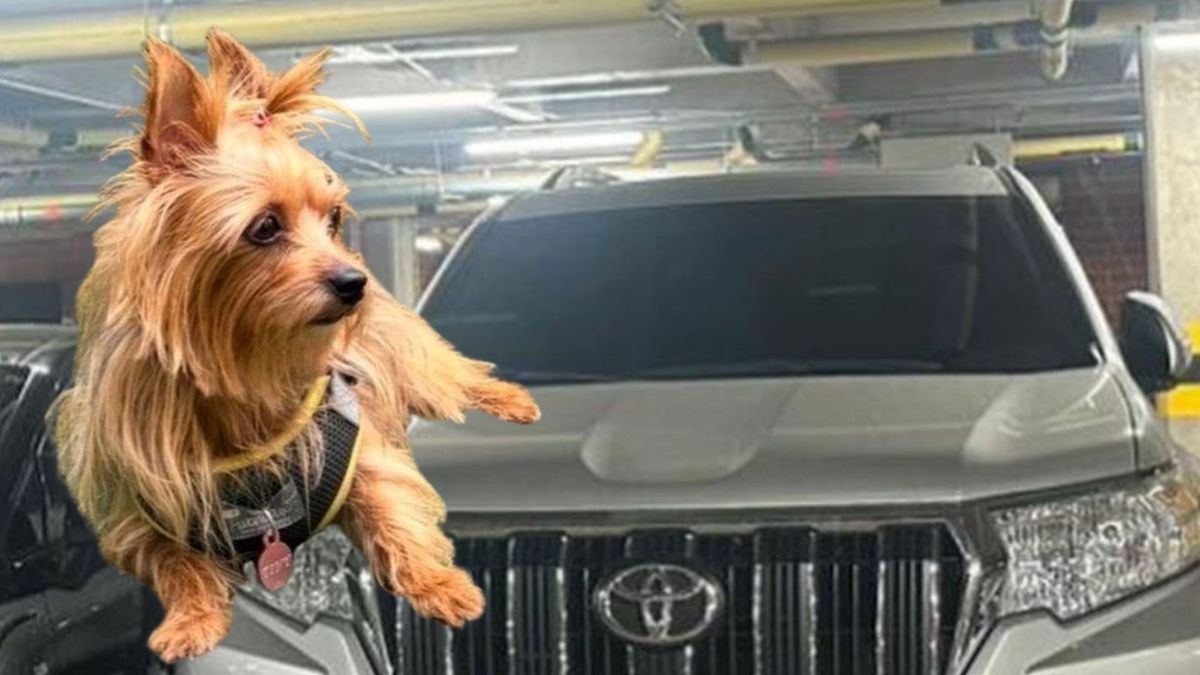 Robo de vehículo y secuestro de mascota en Salitre, Bogotá La historia de Alba Matallana y Tiny