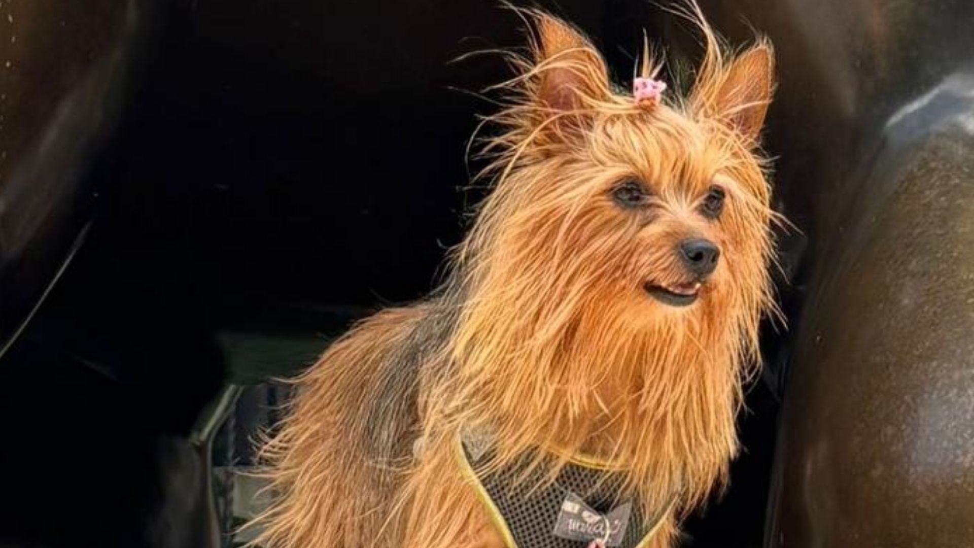  roban vehículo y secuestran mascota de Alba Matallana 