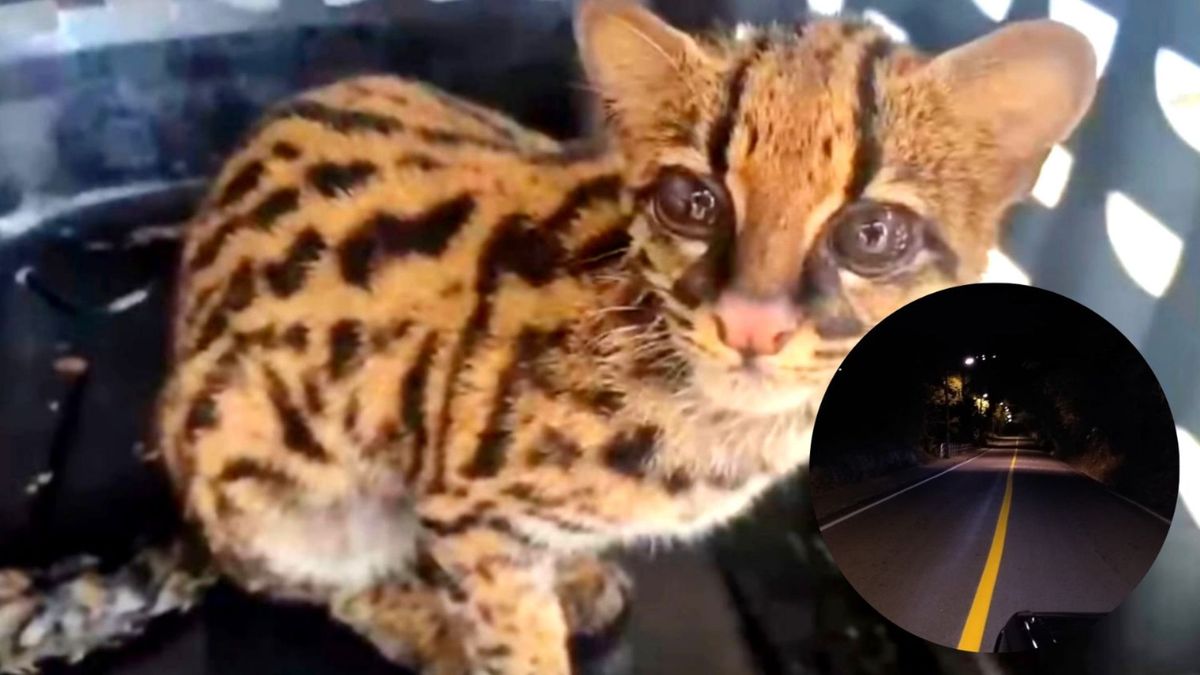 Tigrillo rescatado en Bucaramanga