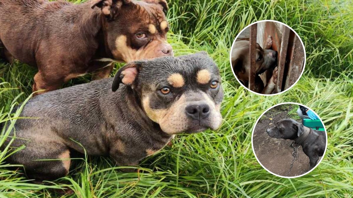 Rescatan perros en Ciudad Bolívar: así vivían en presunto criadero ilegal