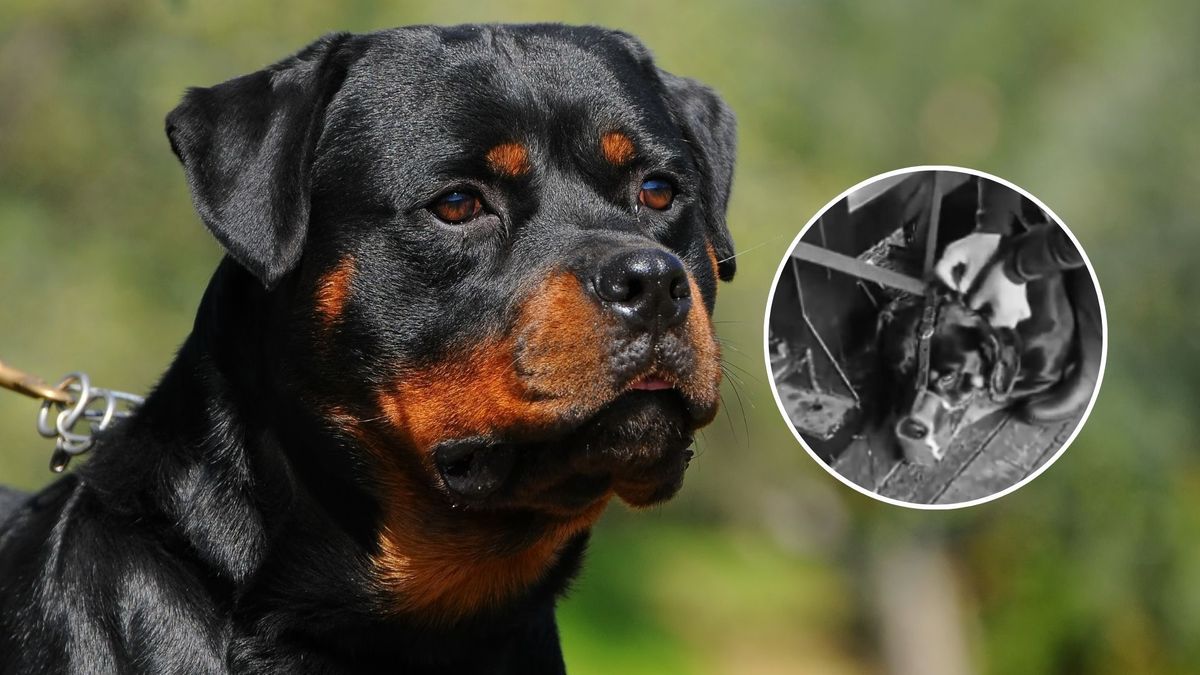 Debate sobre el uso de perros en labores de vigilancia.