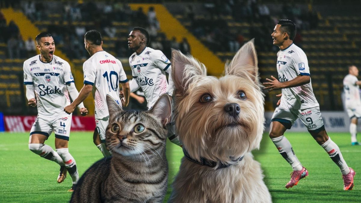 Fortaleza se la juega por los peluditos: los 'amix' ayudarán y cumplirán sueños