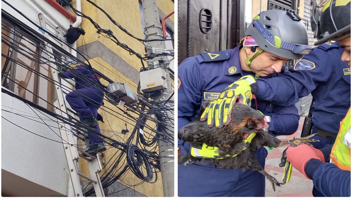 Gallina rescatada en Armenia