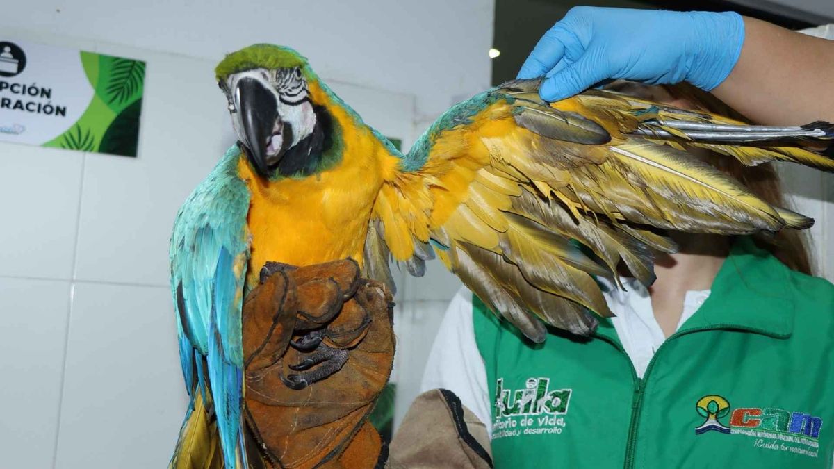 Guacamaya rescatada