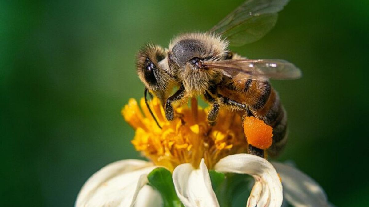 Abeja