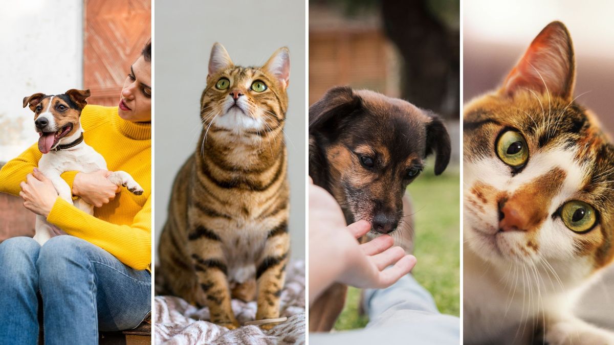 Este sábado 25 de abril, se llevará a cabo una nueva jornada de adopción.