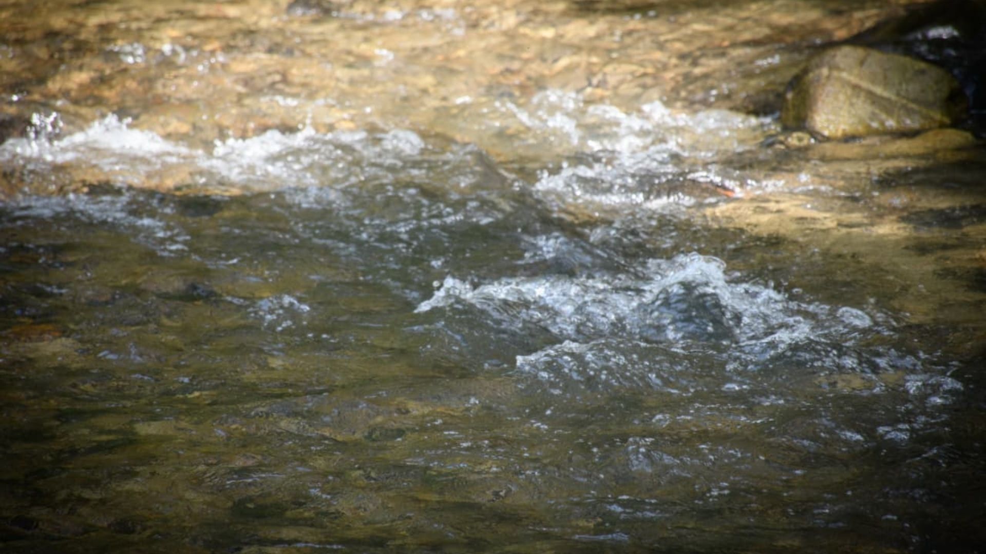 Río Chipalo de vuelta a la vida