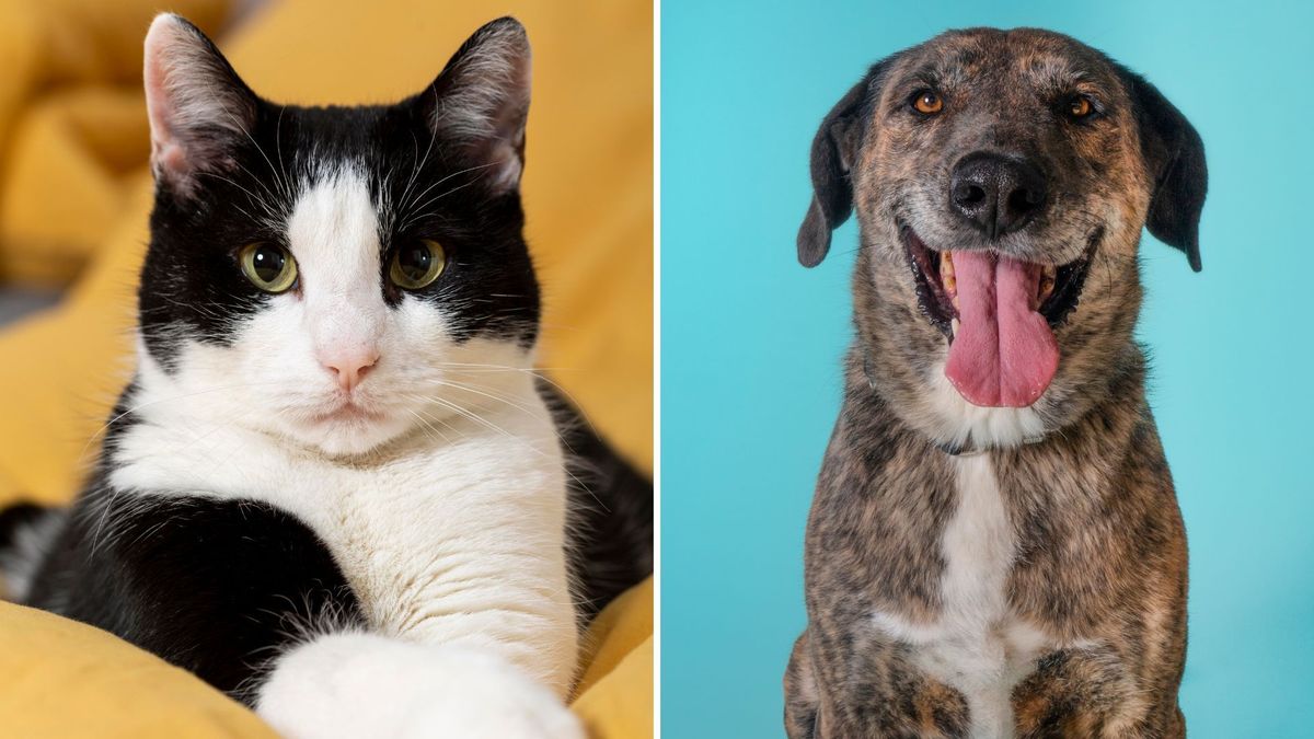 ¿Dónde será la jornada de adopción de mascotas en Ibagué este 25 de abril?