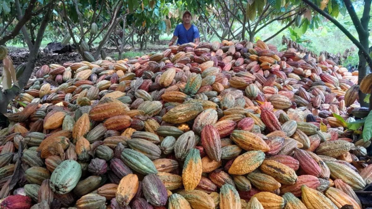 Cacao producido en zona rural de Bucaramanga