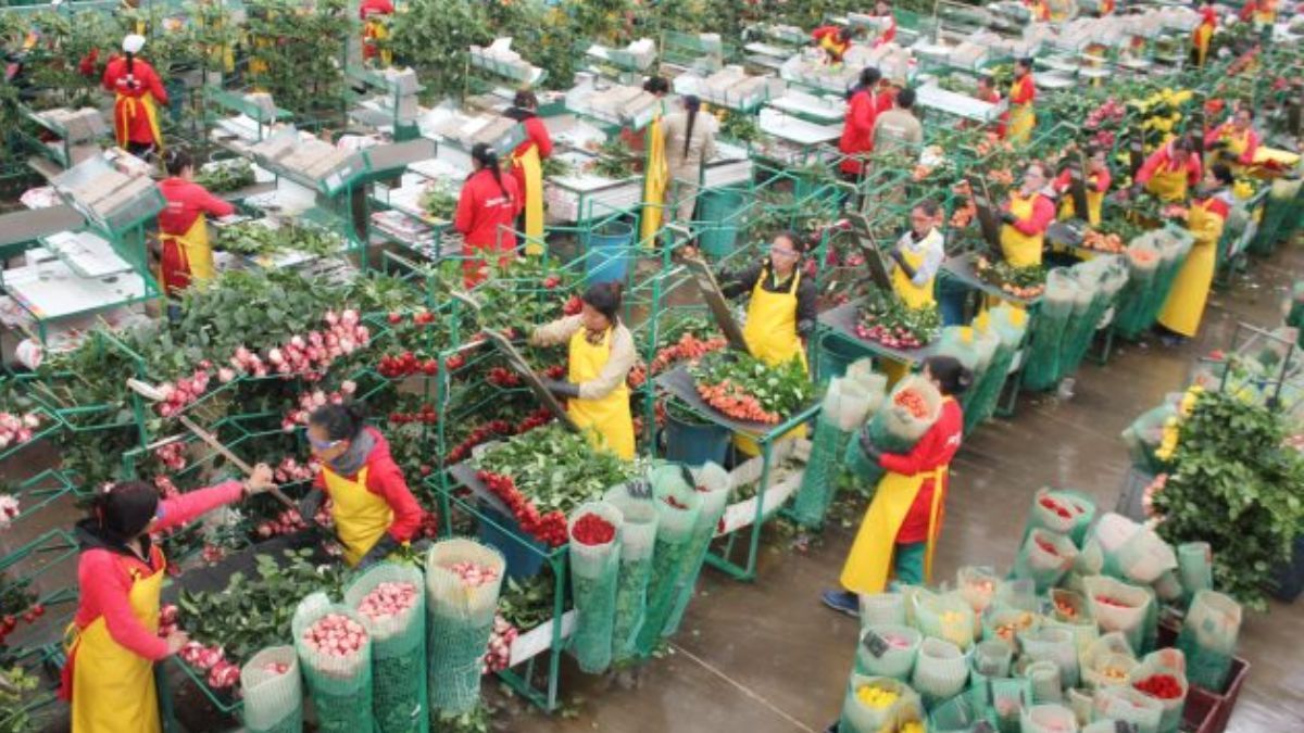 Despidos sector floricultor en Pereira