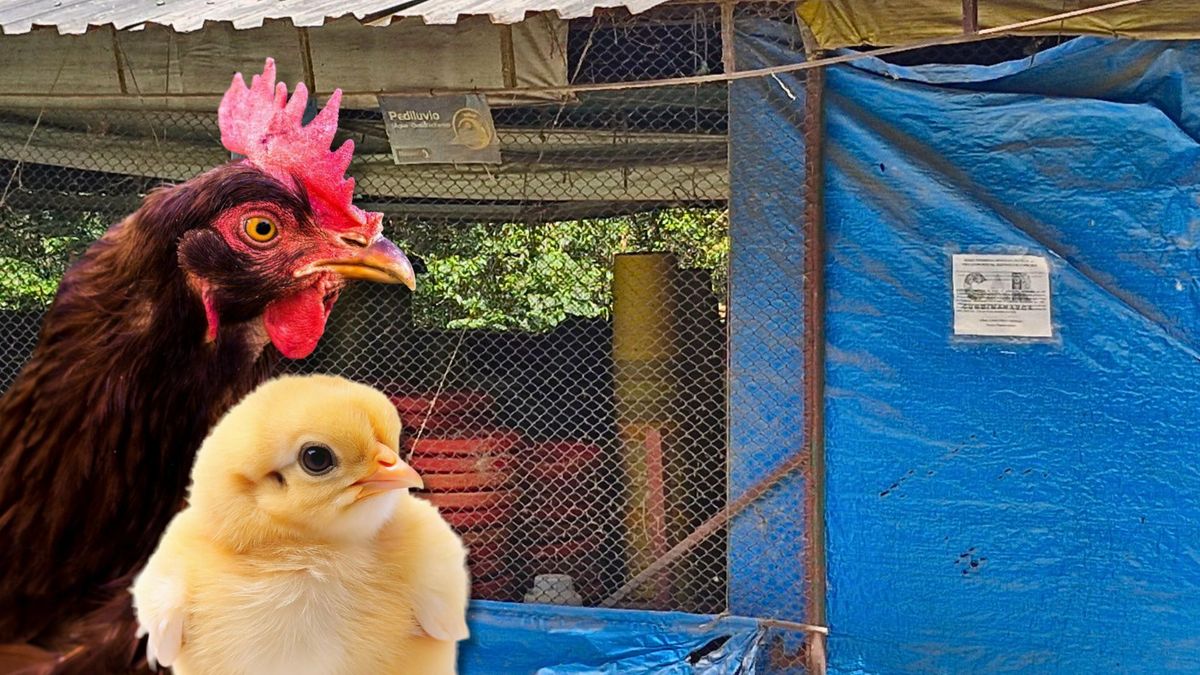 Cierran galpones en Villeta por malos olores y contaminación