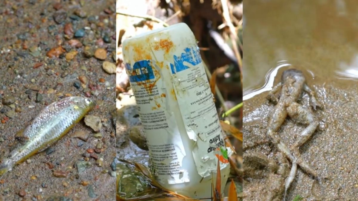 Ecocidio en Risaralda es investigado por la Carder