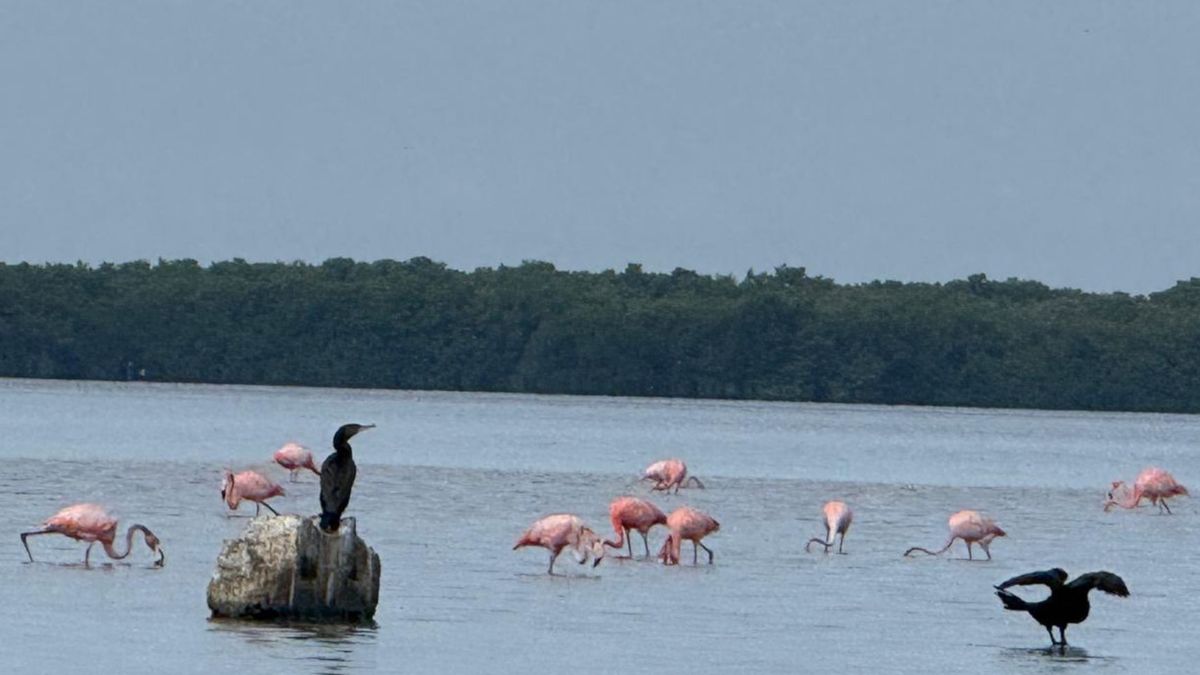 Flamencos rosados liberados en el Magdalena