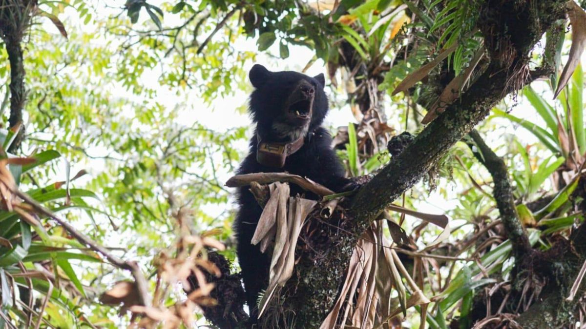 Oso andino en La Calera: qué hacer y por qué apareció