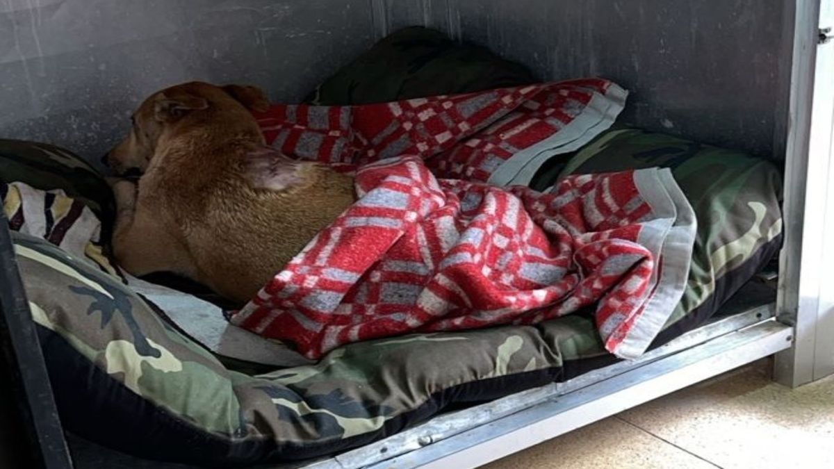 Perrita agredida con arma blanca presenta grave herida pero se encuentra estable