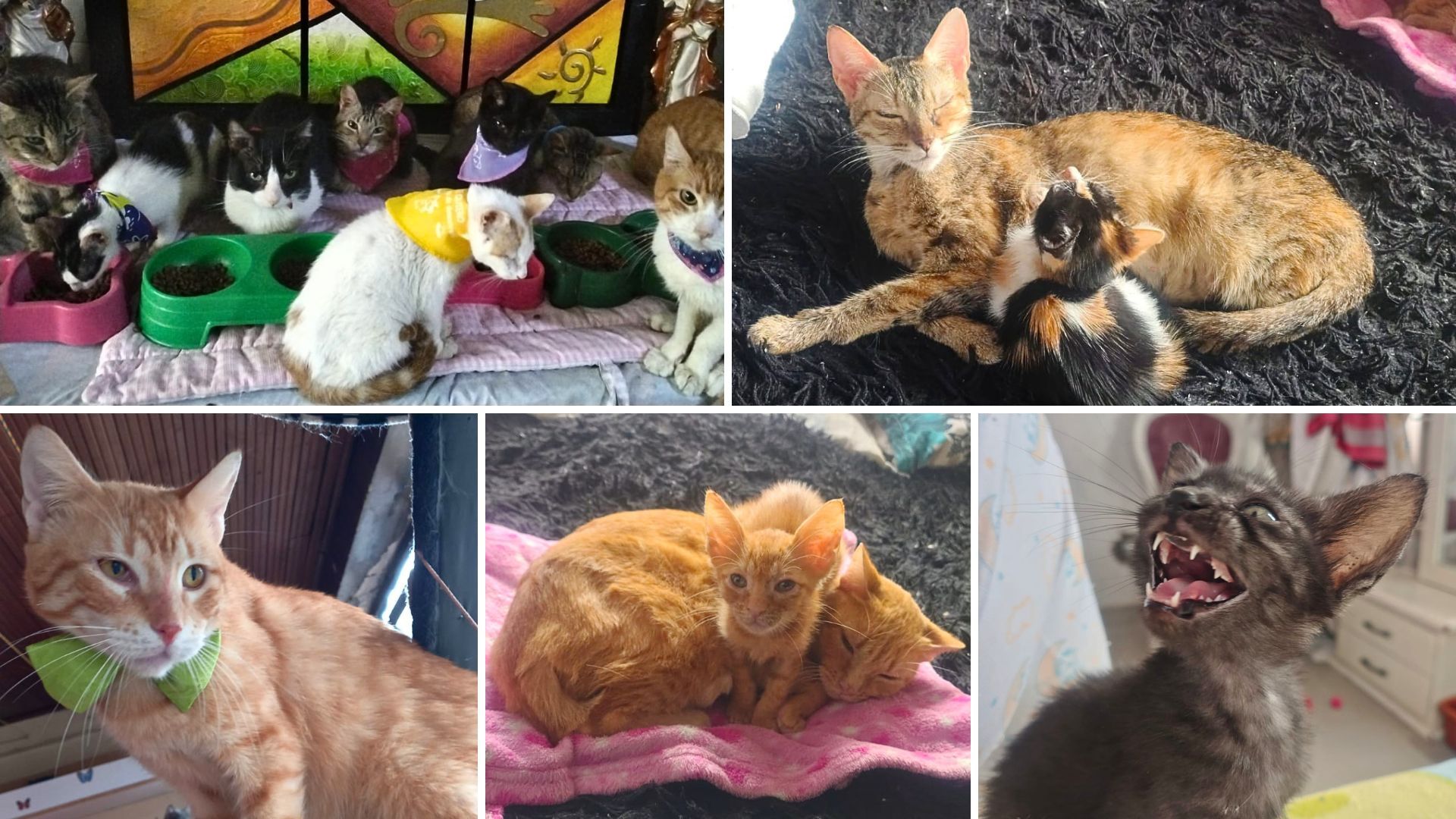 Fundación en Bogotá busca hogar para 50 gatos rescatados