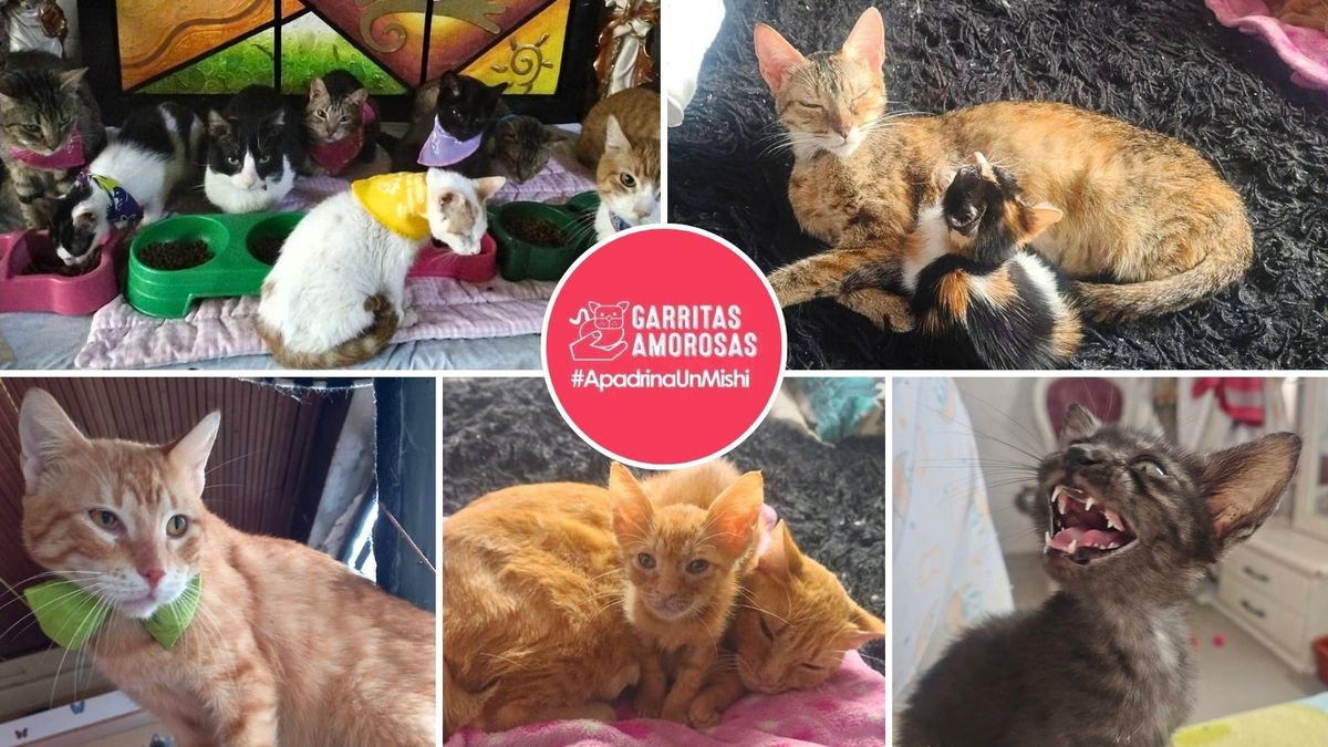 Fundación en Bogotá pide ayuda urgente: 50 gatitos buscan hogar