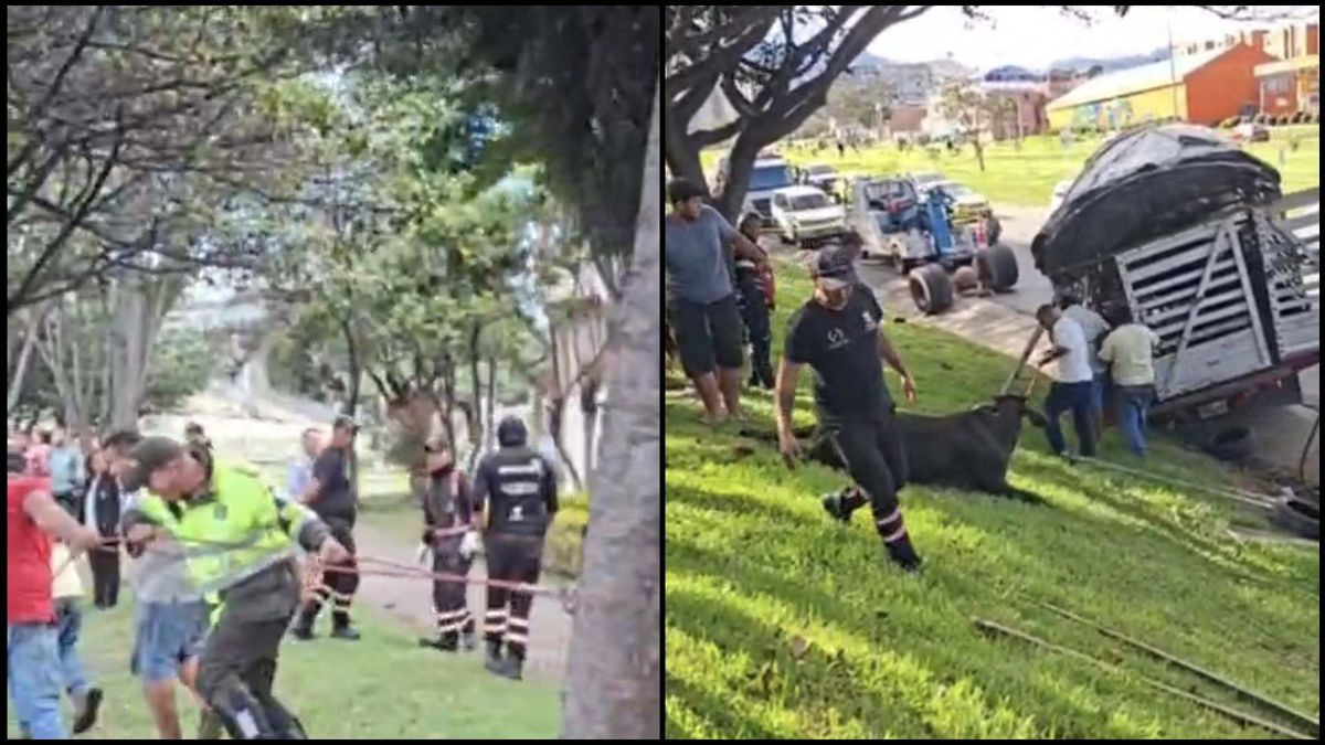 Camión con ganado se volcó en Usme