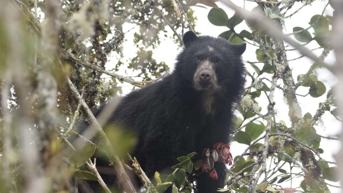 Avistamiento de Oso Andino en Boyacá