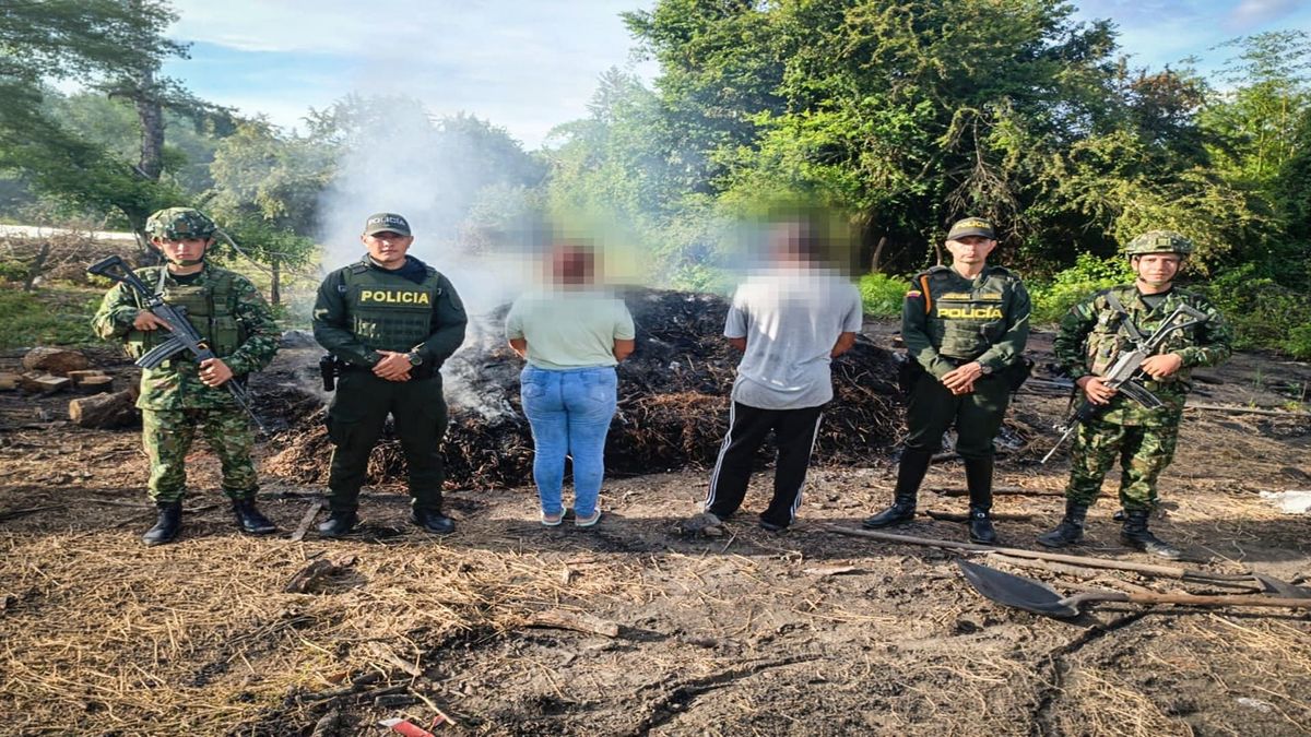 Captura por tala ilegal para carbón vegetal