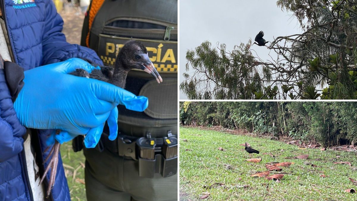 Llegan ibis negros a Cundinamarca: causas y recomendaciones