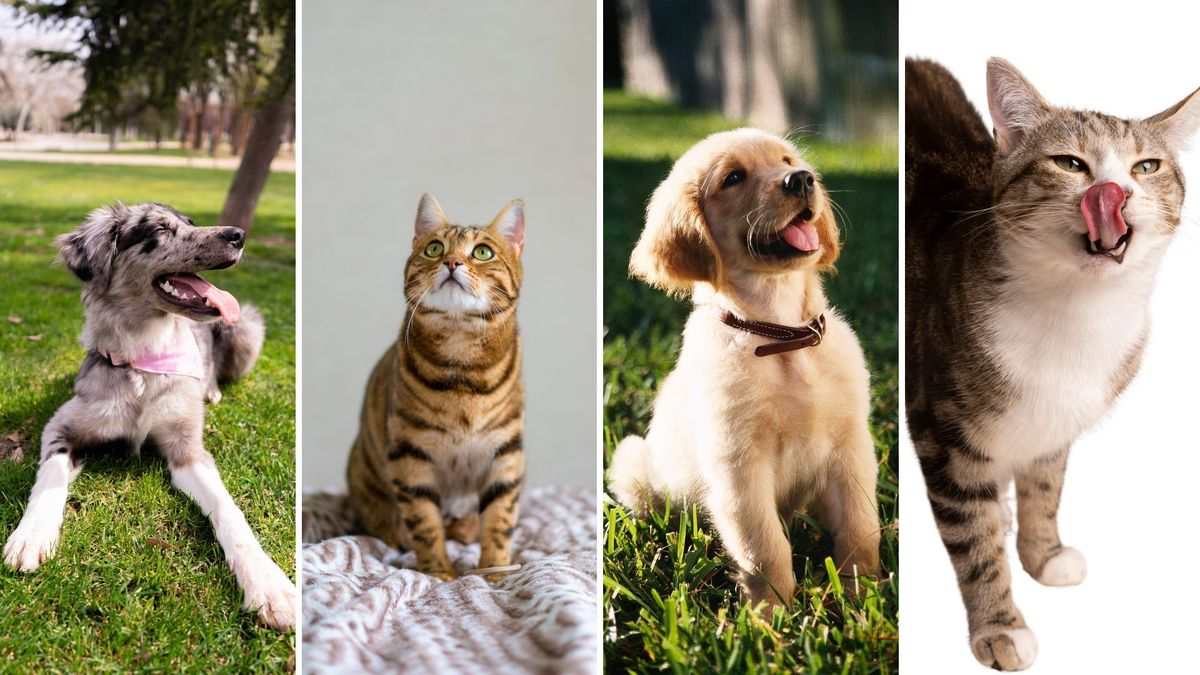 ¿Cómo agendar esterilización gratuita para perros y gatos en Bogotá 2026?