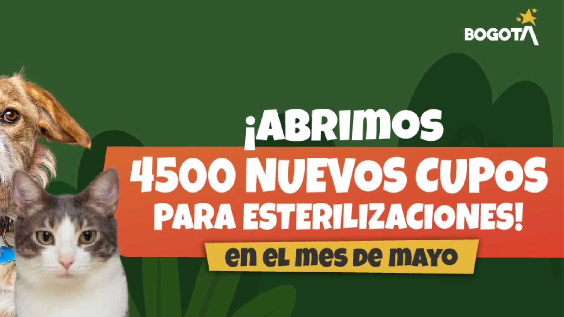 Requisitos para esterilizar mascotas gratis en Bogotá