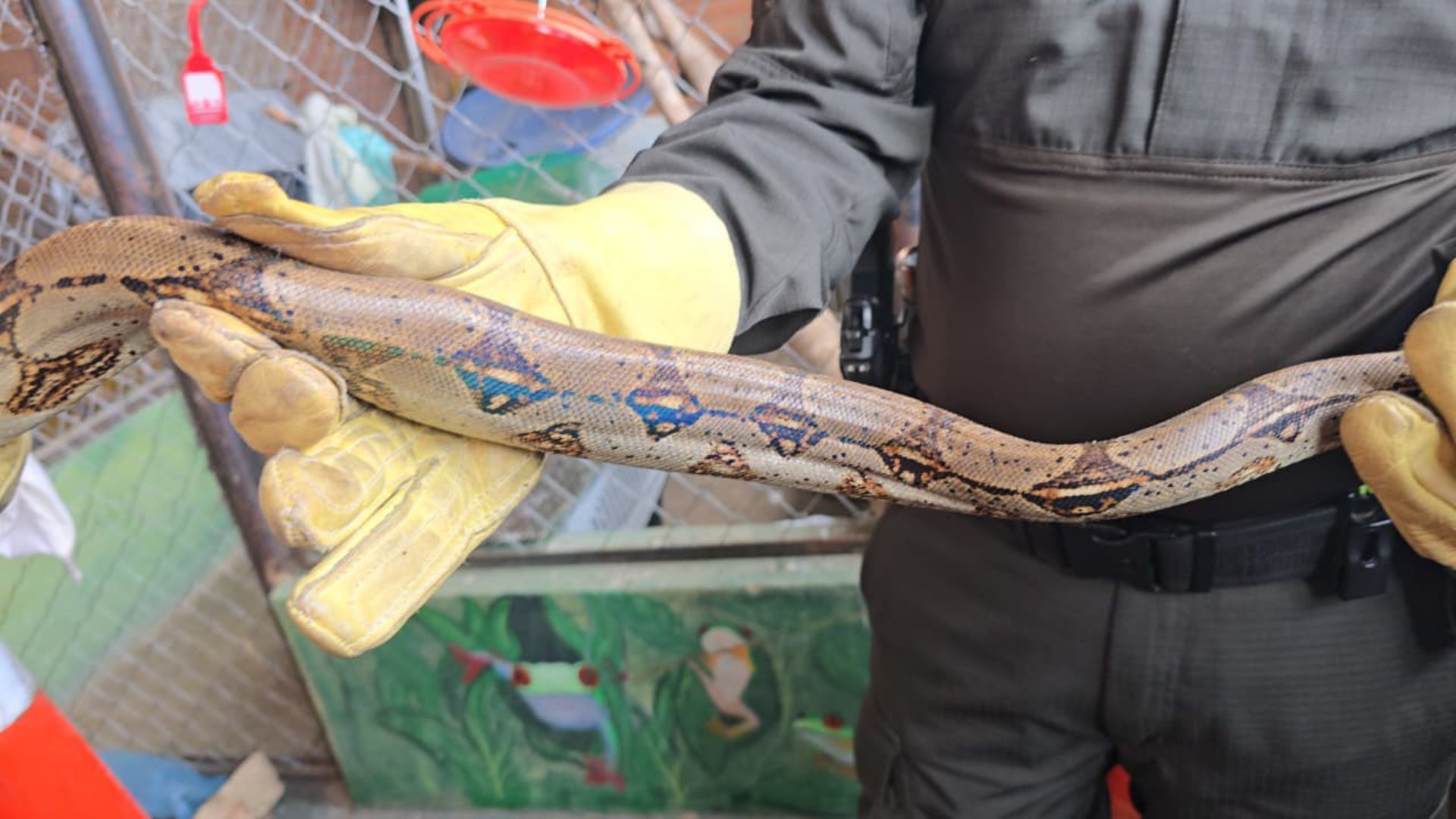 ¿Qué hacer si encuentra una serpiente en su casa?