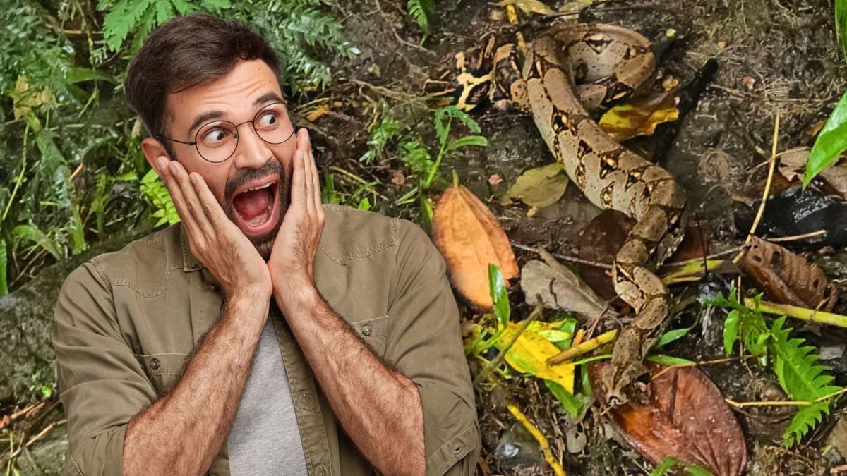 ¿Por qué aparecen boas en zonas frías de Boyacá?
