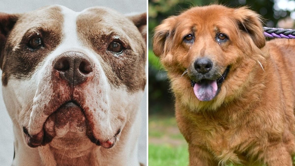¿Dónde serán las jornadas de adopción de perros y gatos en Bogotá?