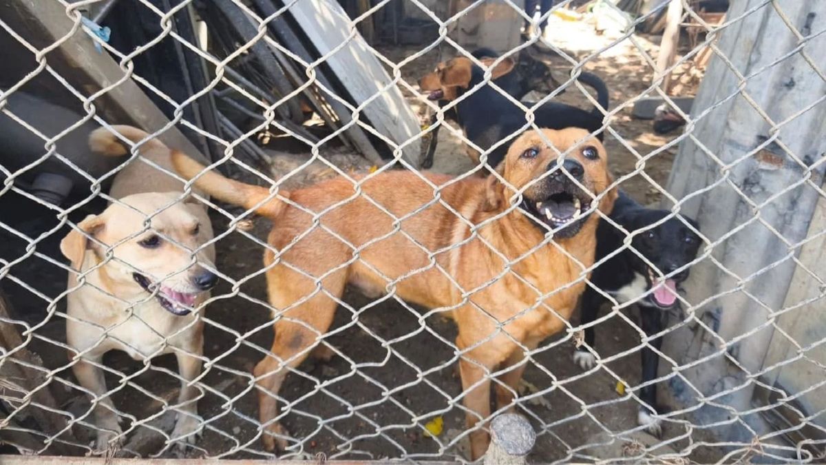 Perritos en Neiva