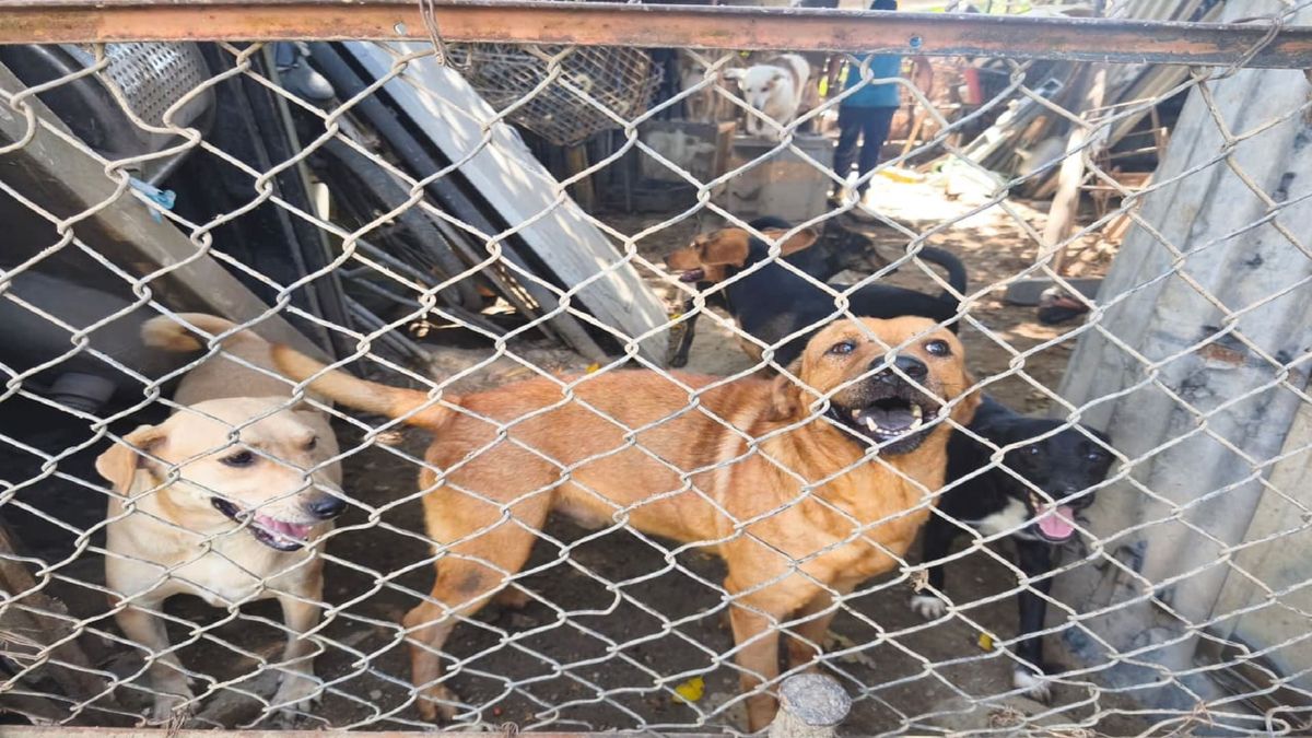 Perritos en Neiva