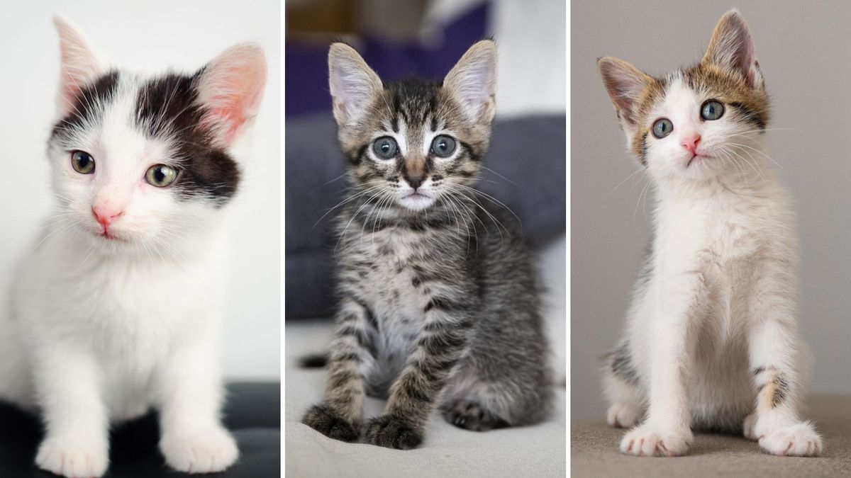 ¿Qué alimentación necesita un gatito recién adoptado?