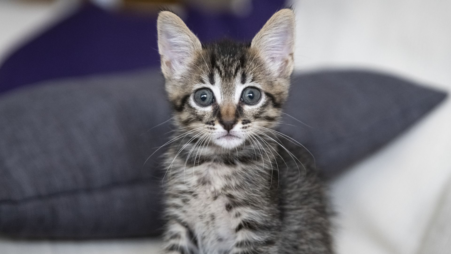¿Qué alimentación necesita un gatito recién adoptado?