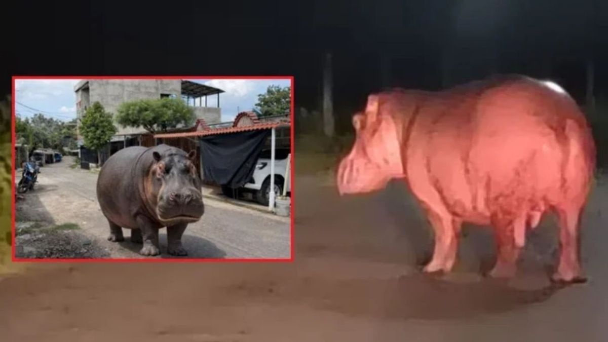 Son tres los hipopótamo los que deambulan en Barrancabermeja
